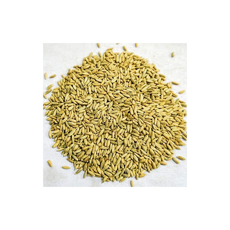 Thunder Acres Organic Winter Rye Seeds, Non-GMO (1 lb)