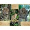 Edition Colibri 3D Postcard Set with Wild Cats as Party