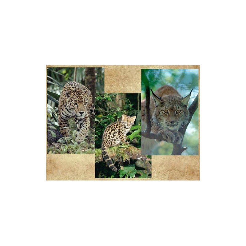 Edition Colibri 3D Postcard Set with Wild Cats as Party