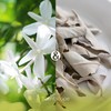 Sentscape Jasmine & White Sage, Pack of 30