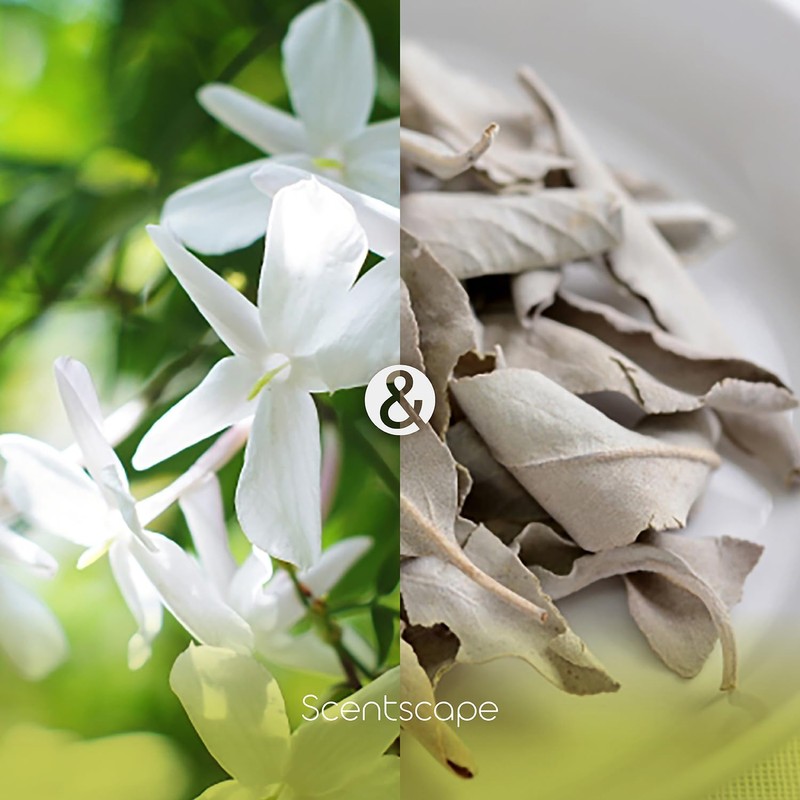 Sentscape Jasmine & White Sage, Pack of 30