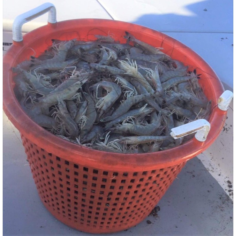 Bait Binder™ Bait Kit - The 'Original' - Shrimp, Crab,