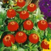 Outsidepride Zinnia Elegans Lilliput Red - 2000 Seeds