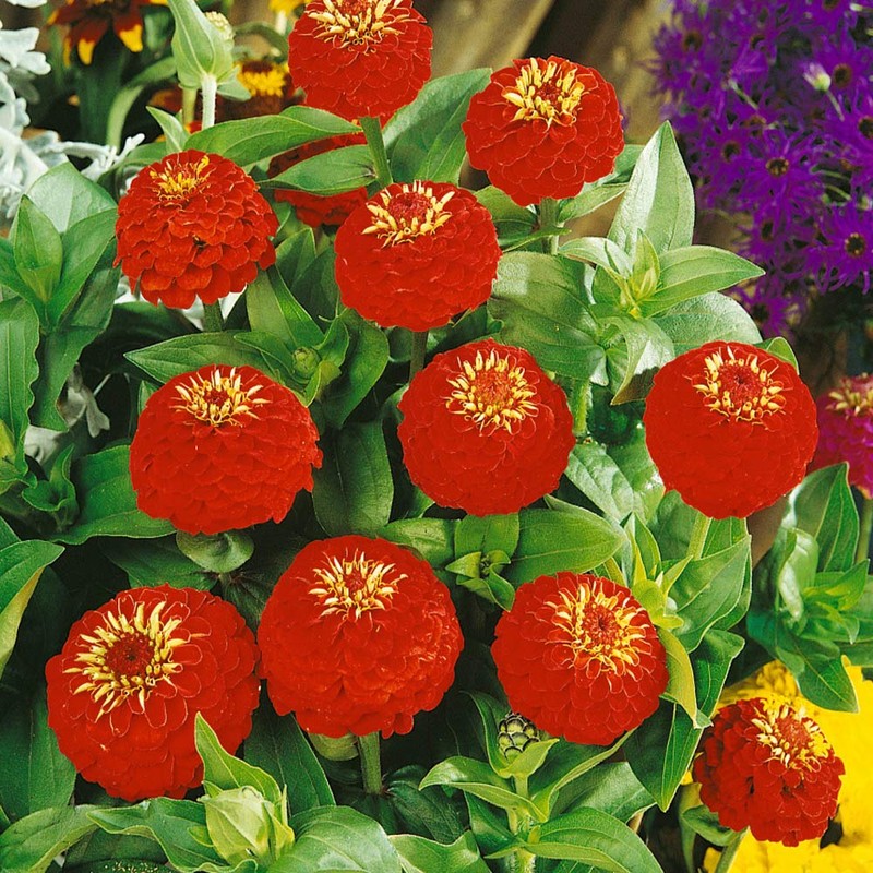Outsidepride Zinnia Elegans Lilliput Red - 2000 Seeds
