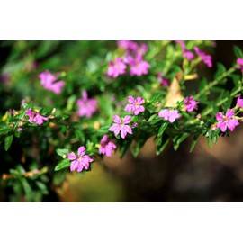 Mexican Heather Purple | 10 Live Seedlings | Cuphea Hyssopifolia | Flowering Ground Cover | Heat-Tolerant Garden Plants