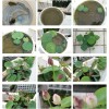 Nygardenia 10pcs Pre-Sprouted Mixed Color Bonsai Bowl Lotus - Ready