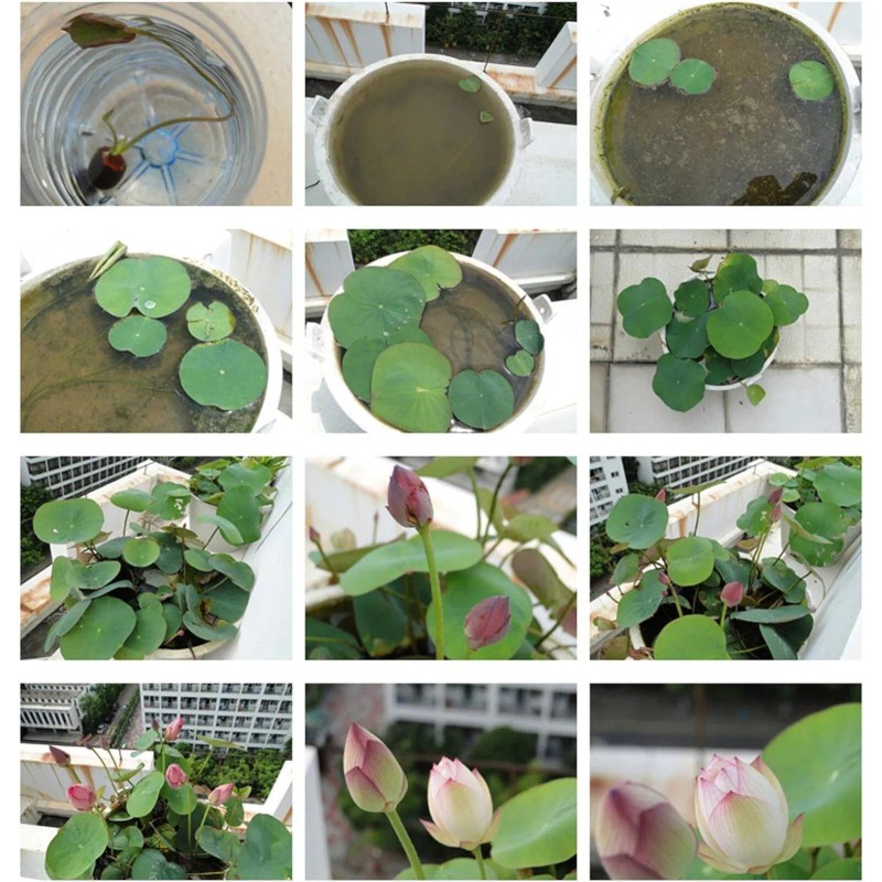 Nygardenia 10pcs Pre-Sprouted Mixed Color Bonsai Bowl Lotus - Ready