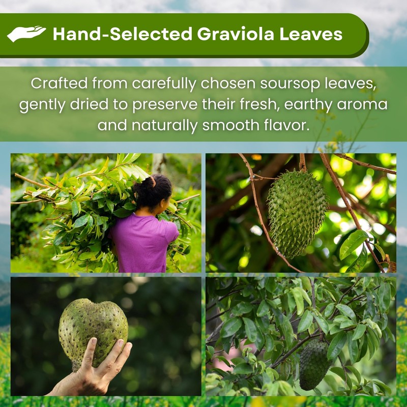 Hanan Soursop Leaf Tea Bags – 100% Natural Hojas de