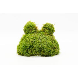 SubstrateSource Live Aquarium Plants on Driftwood, Lava Rock, Moss, Fiber Mat - Freshwater Fish Tanks - Easy, Beginner Friendly (Christmas Moss on Coconut Toad)