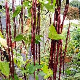 TomorrowSeeds - Red Noodle Yard Long Bean Seeds - 90+ Count Packet - for 2024 Asparagus, Beans, Chinese, Red Brown Beans Purple Pole Asian