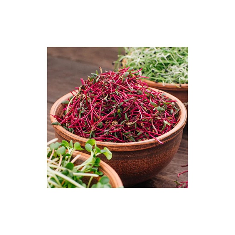 Everwilde Farms - 1 Lb Organic Lutz Green Leaf Beet