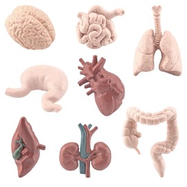 8 Pcs Human Body Model for Mini Body Parts Sets Human Organ Model Anatomy and Physiology 3D Anatomy Model Study Tools Students Sciences Learning Kit for School Study Class (A)
