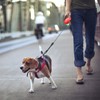 Idepet Heavy Duty Retractable Dog Leash for Small and Medium