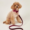 Bowtie Dog Collar, Soft & Comfy Velvet Dog Bow tie