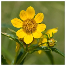 Everwilde Farms - 1 Oz Nodding Bur Marigold Native Wildflower Seeds - Gold Vault