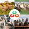 300 Bandas Identificación De Pollo Ajustables Con Numerados