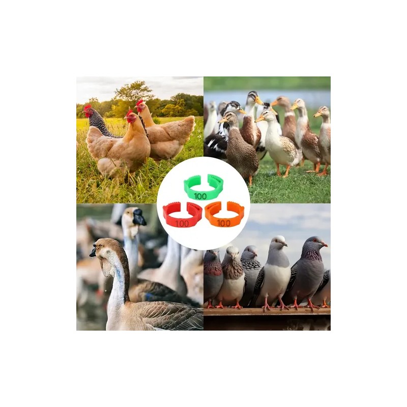 300 Bandas Identificación De Pollo Ajustables Con Numerados
