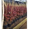 Fireglow Upright Red Japanese Maple - Live Plant - (2.5