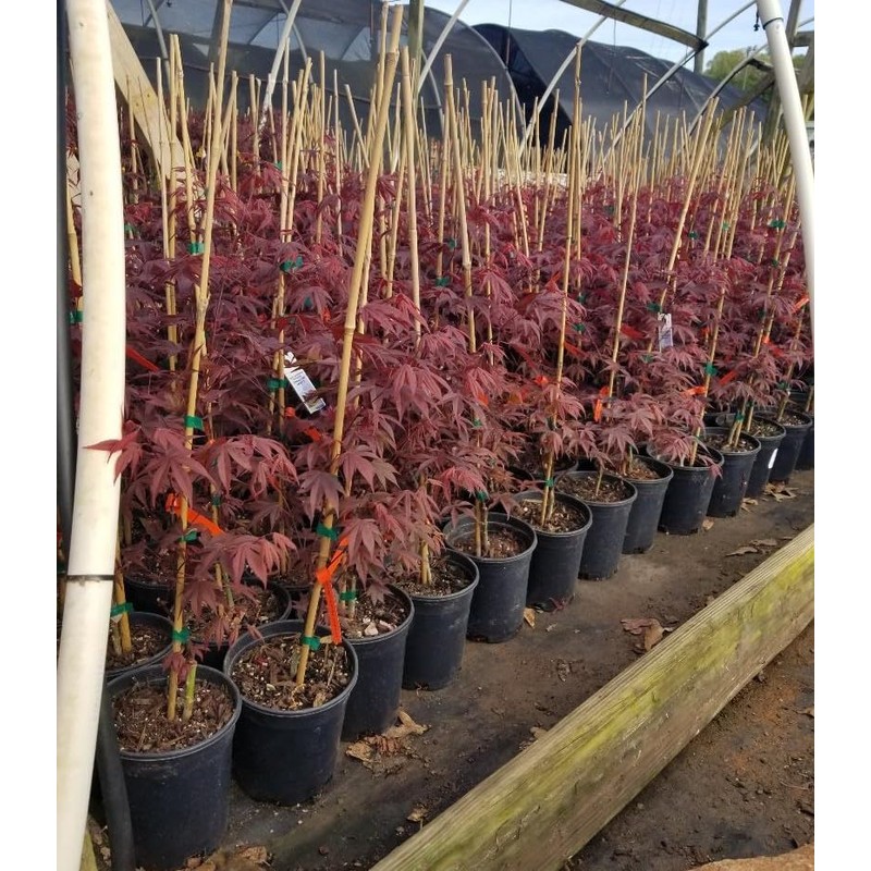 Fireglow Upright Red Japanese Maple - Live Plant - (2.5