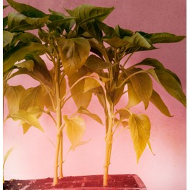 Miracle LED Under The Canopy Indoor Grow Light Kit - Double Plant Yield - Absolute Daylight Red Spectrum 150W Replacement Grow Bulbs & 3-Socket Corded Fixture with SproutMatic Timer (4-Pack)