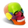 EVOTECH SCIENTIFIC Mini Skull Model, Didactic 15-Piece Palm-sized Anatomy Skull