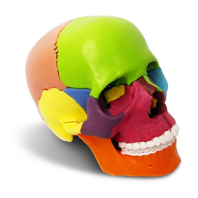 EVOTECH SCIENTIFIC Mini Skull Model, Didactic 15-Piece Palm-sized Anatomy Skull