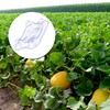 KXCOFTXI 25 Pieces Plastic Melon Cradle - Keep Watermelon Off