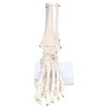 PicoLab Foot Skeleton Model, Foot Bone Model, Foot and Left