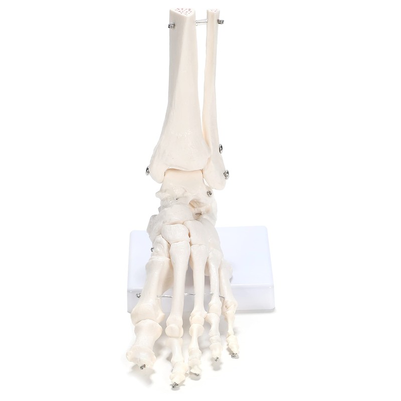 PicoLab Foot Skeleton Model, Foot Bone Model, Foot and Left