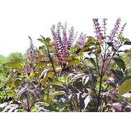 Harley Seeds 100+ Indian Krishna Tulsi Holy Basil Seeds Red Leaf Sacred Tulasi Herb Heirloom Non-GMO Thulasi Shayam - Grows Big - Super Fragrant - Grown in USA, Purple