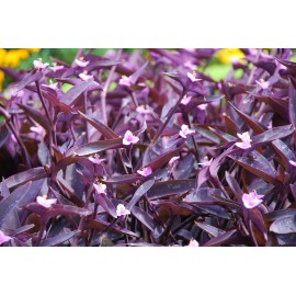 La Bonne Terre Farm 9 Organic Purple Heart Wandering Jew Cuttings