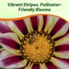 Outsidepride New Day Rose Striped Gazania Seeds for Planting –