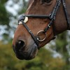 Collegiate Comfitec Grackle Bridle - Brown Bridle Size - Full