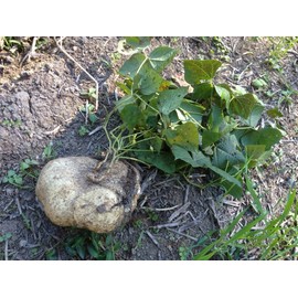 TomorrowSeeds - True Jicama Seeds - 80+ Count - for 2026 Planting USA Garden Vegetable Mexican Yam Bean Root Potato Non-GMO Heirloom Grow Your Own Home Farm Patio Healthy Sustainable Living Seed