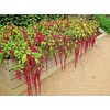 2000 Love Lies Bleedin Amaranth Seeds for Planting Heirloom Non