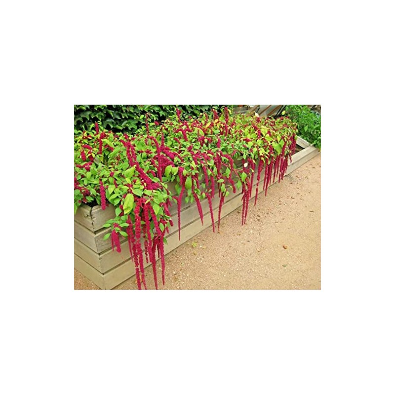 2000 Love Lies Bleedin Amaranth Seeds for Planting Heirloom Non