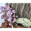 Woyrise Reptile Plants, Terrarium Hanging Plant Vines, Artificial Leaves with