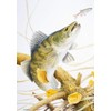 Freshwater fish fishing greeting card. Zander by Maurice Pledger