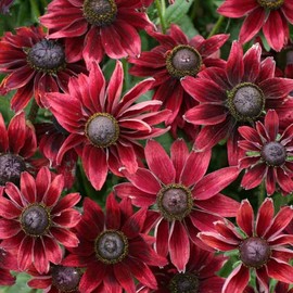 Black Eyed Susan Seeds - Cherry Brandy - Packet - Red Flower Seeds, Open Pollinated Seed Attracts Bees, Attracts Butterflies, Attracts Pollinators, Easy to Grow & Maintain, Container Garden