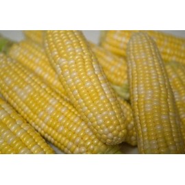60 Peaches and Cream Hybrid Sweet Corn Seeds Heirloom Non GMO 1/2 oz Garden Vegetable Bulk Survival