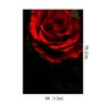Generic Black Red Rose Texture Backdrop Red Flowers Abstract Portrait