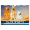 Golden Retriever - Ein Freund auf vier Pfoten (Wandkalender 2026