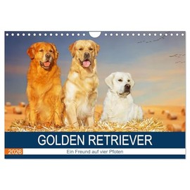 Golden Retriever - Ein Freund auf vier Pfoten (Wandkalender 2026 DIN A4 quer), CALVENDO Monatskalender: In 13 wunderschönen Fotos stellt die ... liebenswerte Hunderasse vor. (CALVENDO Tiere)