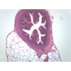 EISCO Fallopian Tube, Cross Section - Prepared Microscope Slide -