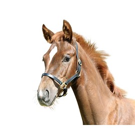 Kerbl Eco Leather Foal Halter - Black