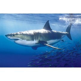 Laminated Great White Shark Poster Print 24x36