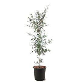 American Plant Exchange Southern Live Oak Tree, 5 Gallon Pot, 2-3ft Tall, Large Outdoor Landscape Garden Plant, Live Plant, Shade Tree, Fast Growing and Hardy