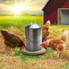 Plexon 6.6 Lb Stainless Steel Automatic Chicken Feeder no Waste