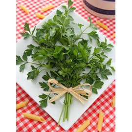 Organic Giant Italian Parsley - 1 OZ ~8,500 Seeds - Organic, Heirloom, Open Pollinated, Non-GMO, Herb Gardening & Micro Greens Seeds