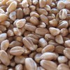 Organic Hard Red Winter Wheat Berries Seeds 5 Lb –
